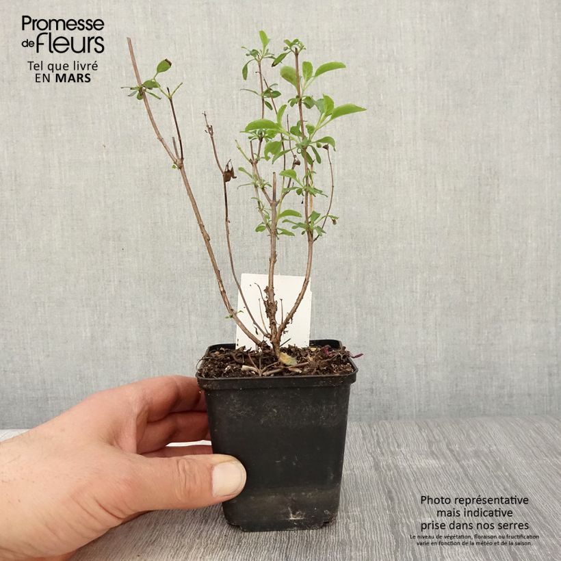 Example of Salvia microphylla Gletsjer Kleine Töpfe von 8/9 cm as you get in printemps