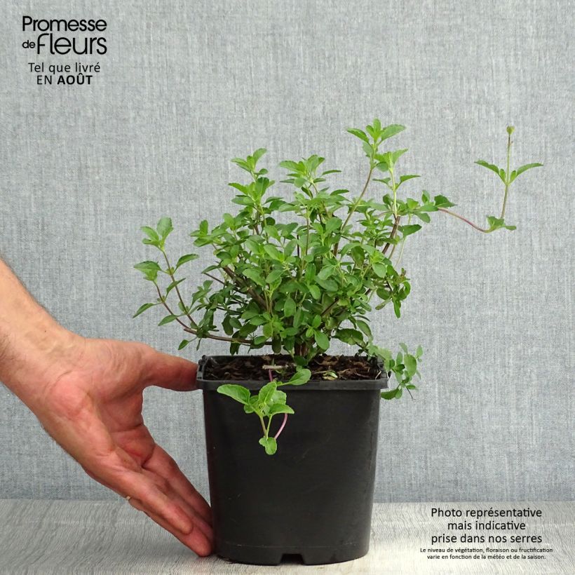Exemplar von Salvia microphylla Gletsjer Topf mit 2L/3L wie im Sommer geliefert