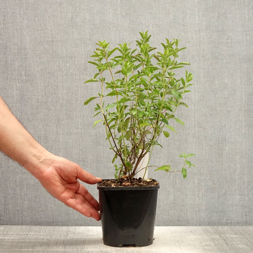 Example of Salvia microphylla Nachtvlinder Topf mit 2L/3L as you get in printemps