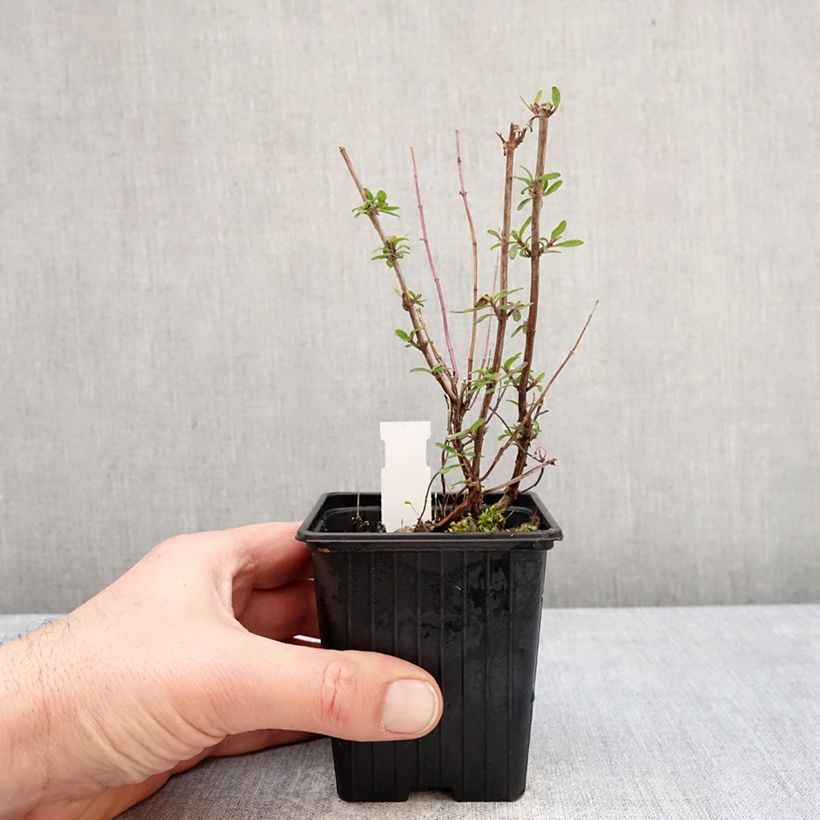 Example of Salvia microphylla Oriental Dove® Kleine Töpfe von 8/9 cm as you get in hiver