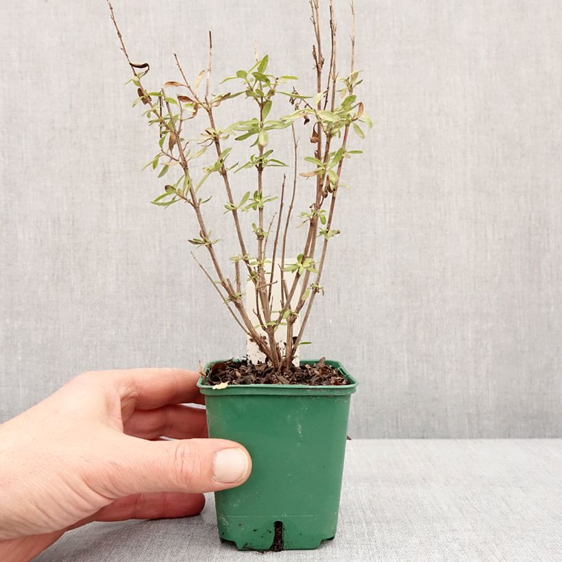 Exemplar von Sauge arbustive - Salvia greggii Mirage Burgundy Godet de 8/9 cm wie im Winter geliefert
