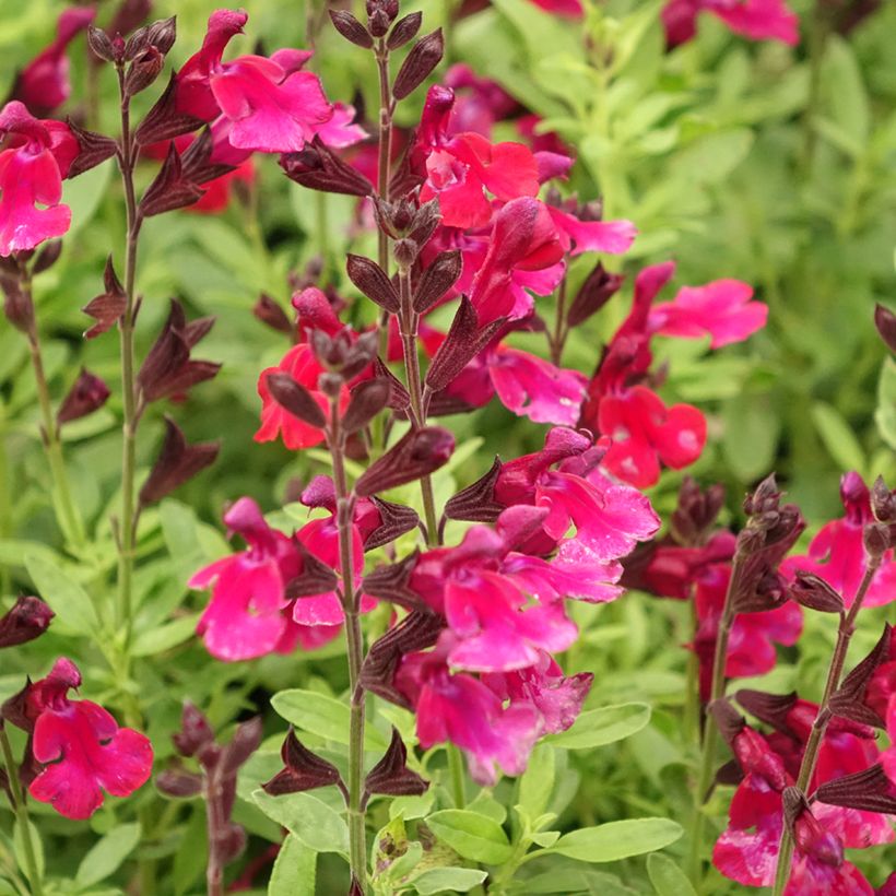 Salvia greggii Mirage Burgundy - Strauchiger Salbei (Flowering)