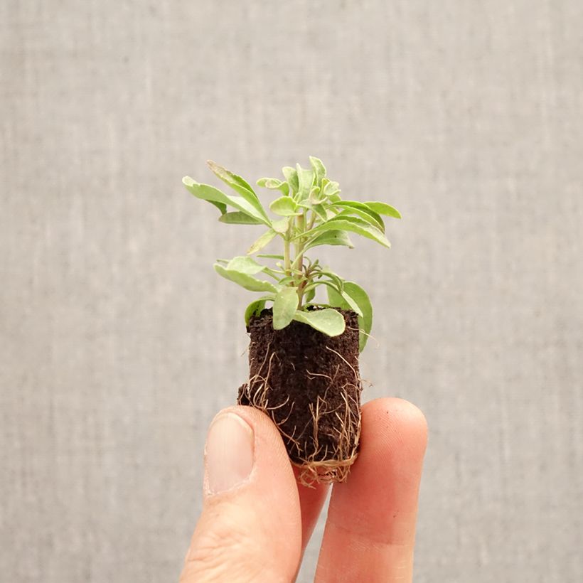 Exemplar von Salvia greggii Mirage Burgundy - Strauchiger Salbei Mini-Plug Ø 3/4 cm wie im Frühjahr geliefert