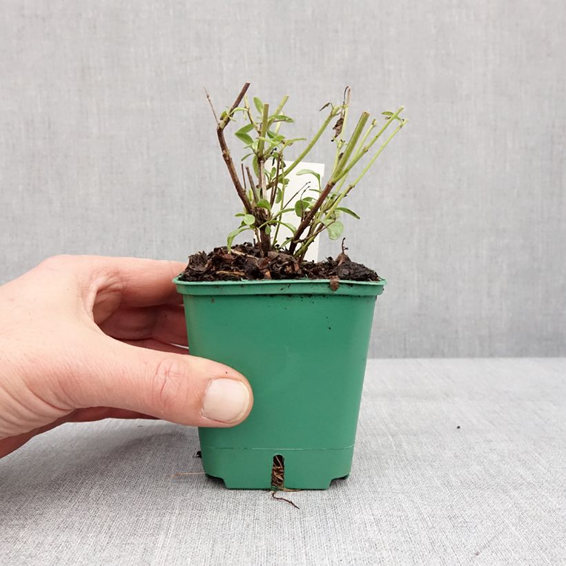 Exemplar von Sauge arbustive - Salvia greggii Mirage Salmon Godet de 8/9 cm wie im Winter geliefert