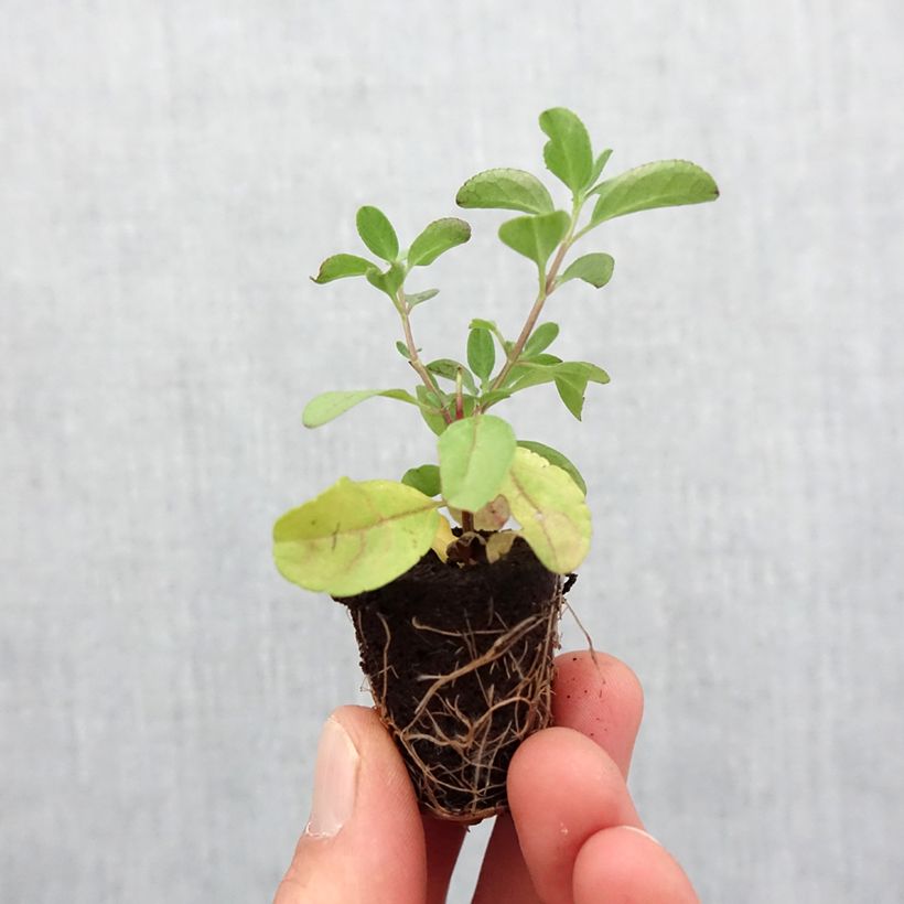 Example of Salvia greggii Mirage Salmon - Strauchiger Salbei Mini-Plug Ø 3/4 cm as you get in printemps