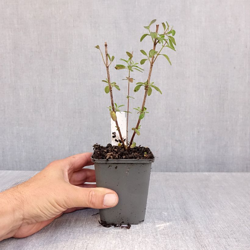 Exemplar von Salvia greggii Mirage Violet - Strauchiger Salbei Kleine Töpfe von 8/9 cm wie im Herbst geliefert