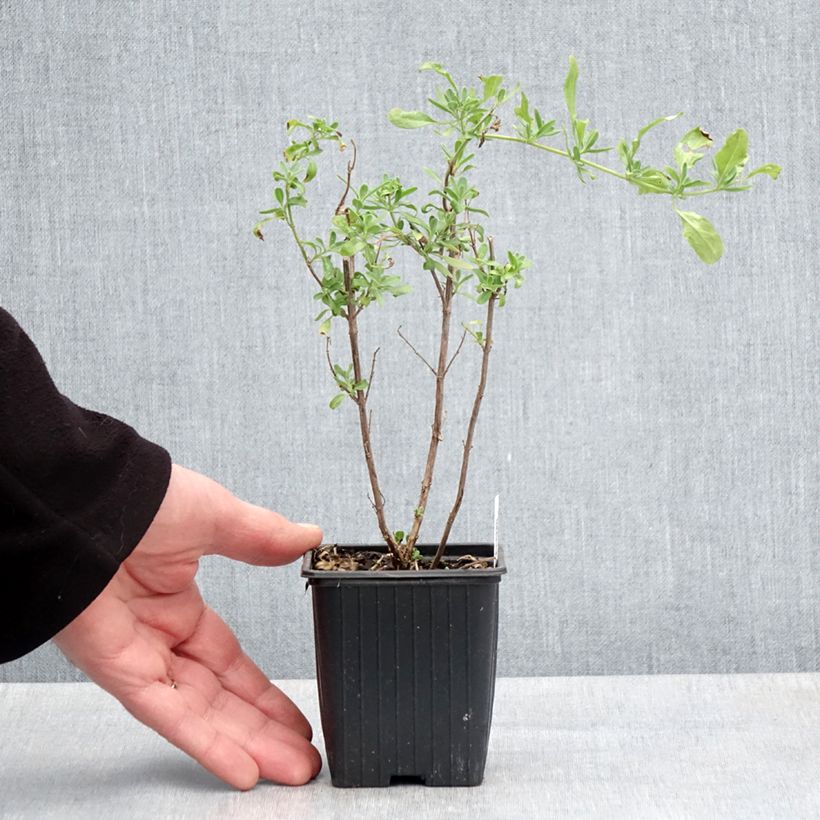 Exemplar von Salvia greggii Sungold - Strauchiger Salbei Kleine Töpfe von 8/9 cm wie im Frühjahr geliefert