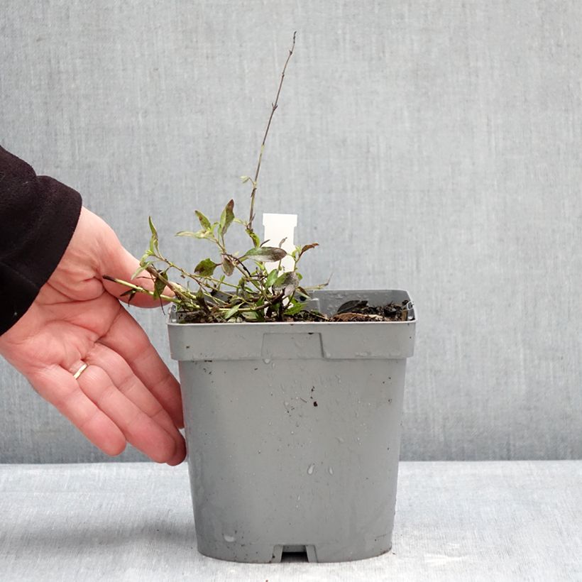 Example of Salvia jamensis Raspberry Royal Topf mit 2L/3L as you get in hiver