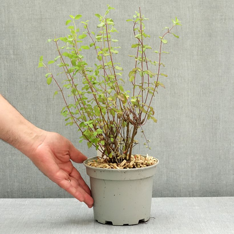 Exemplar von Salvia microphylla grahamii Hot Lips Topf mit 2L/3L wie im Frühjahr geliefert