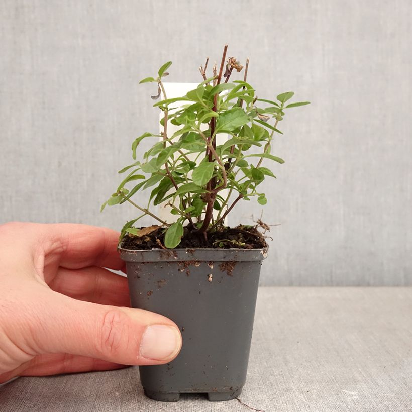 Example of Salvia microphylla So Cool Pale Blue Kleine Töpfe von 8/9 cm as you get in hiver