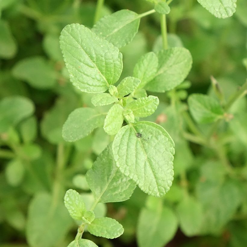 Salvia microphylla So Cool Pale Blue (Foliage)