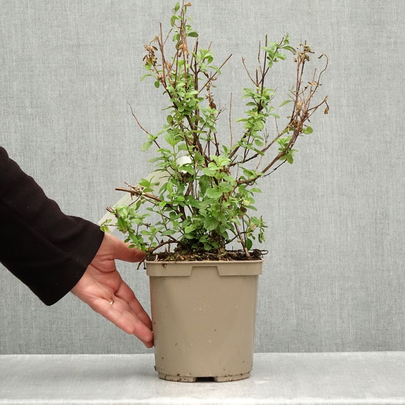 Exemplar von Salvia microphylla So Cool Pale Blue Topf mit 3L/4L wie im Herbst geliefert