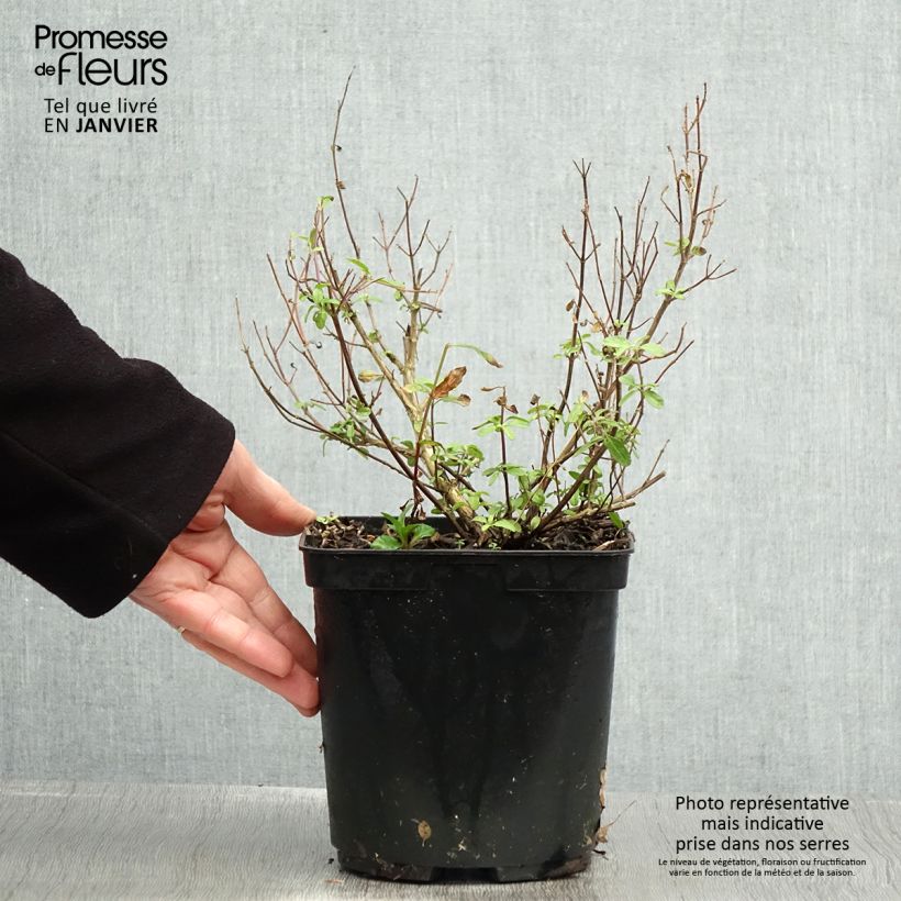 Example of Salvia microphylla So Cool Pale Blue Topf mit 3L/4L as you get in hiver