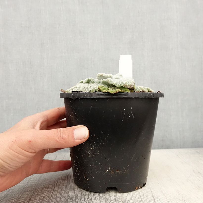 Example of Salvia argentea - Silber-Salbei Topf mit 1,5L/2L as you get in printemps