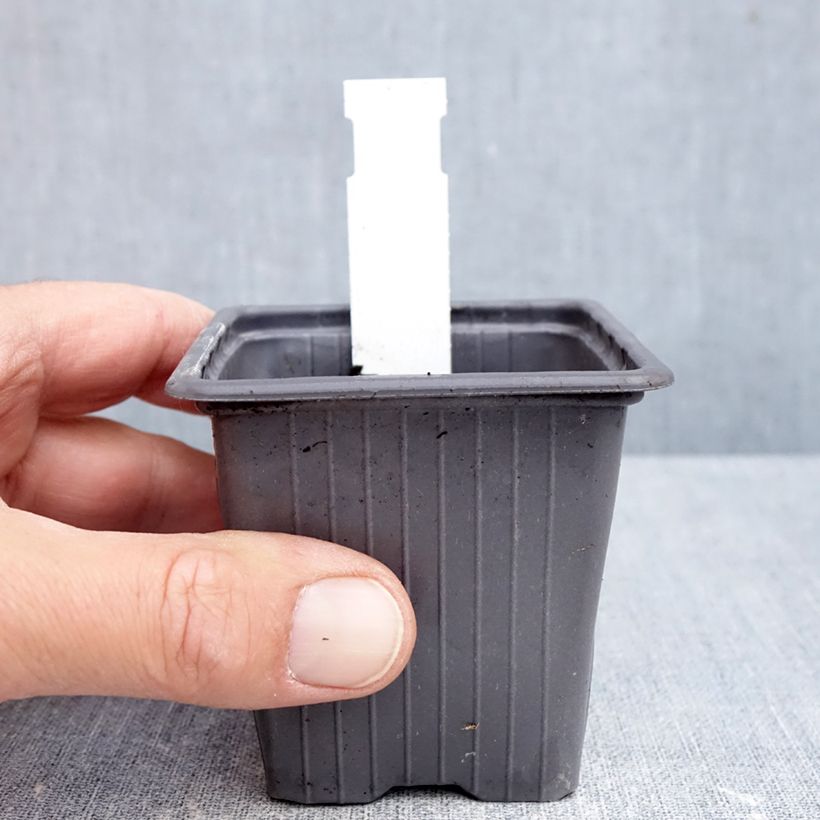 Exemplar von Sauge blanche laineuse - Salvia candidissima Kleine Töpfe von 8/9 cm wie im Herbst geliefert