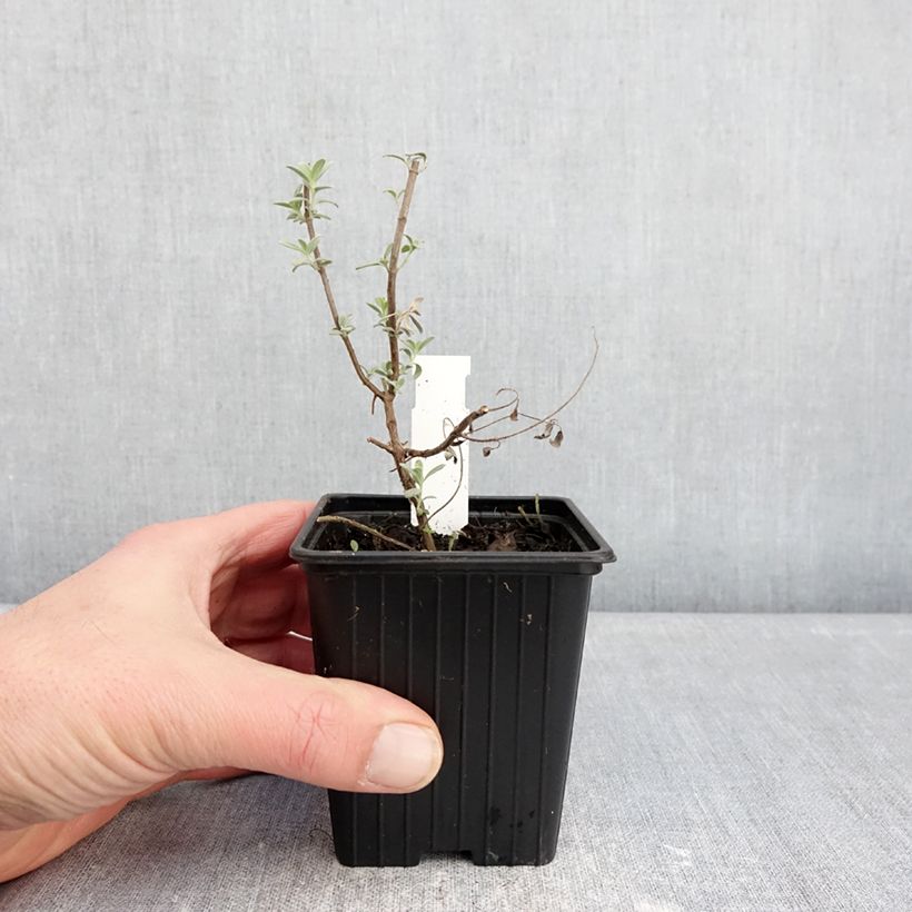 Exemplar von Sauge germandrée - Salvia chamaedryoides var. isochroma Kleine Töpfe von 8/9 cm wie im Winter geliefert