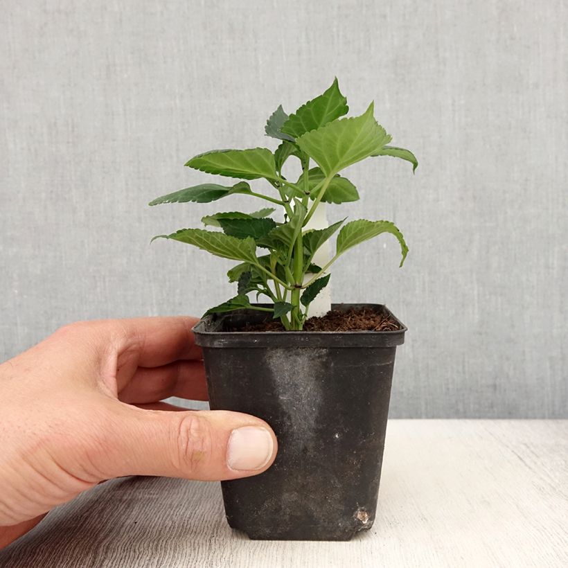 Exemplar von Feuer-Salbei Gogo Purple - Salvia Kleine Töpfe von 8/9 cm wie im Frühjahr geliefert