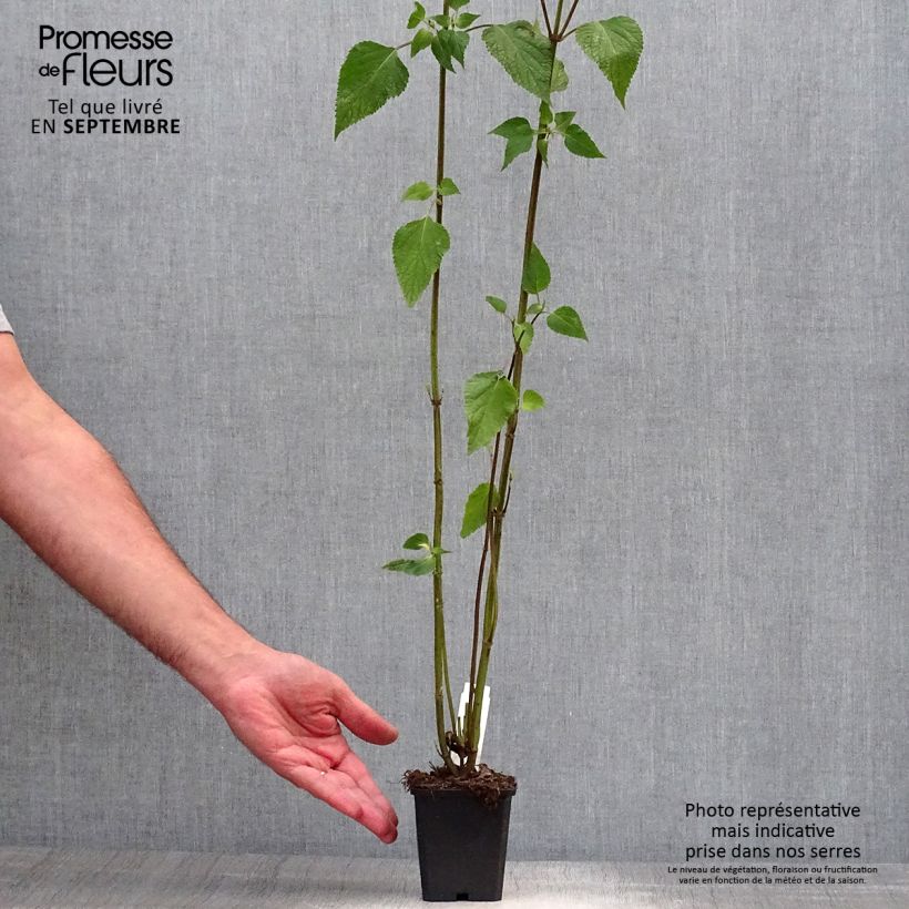 Exemplar von Salvia guaranitica Amistad violet - Guarani-Salbei Kleine Töpfe von 8/9 cm wie im Herbst geliefert