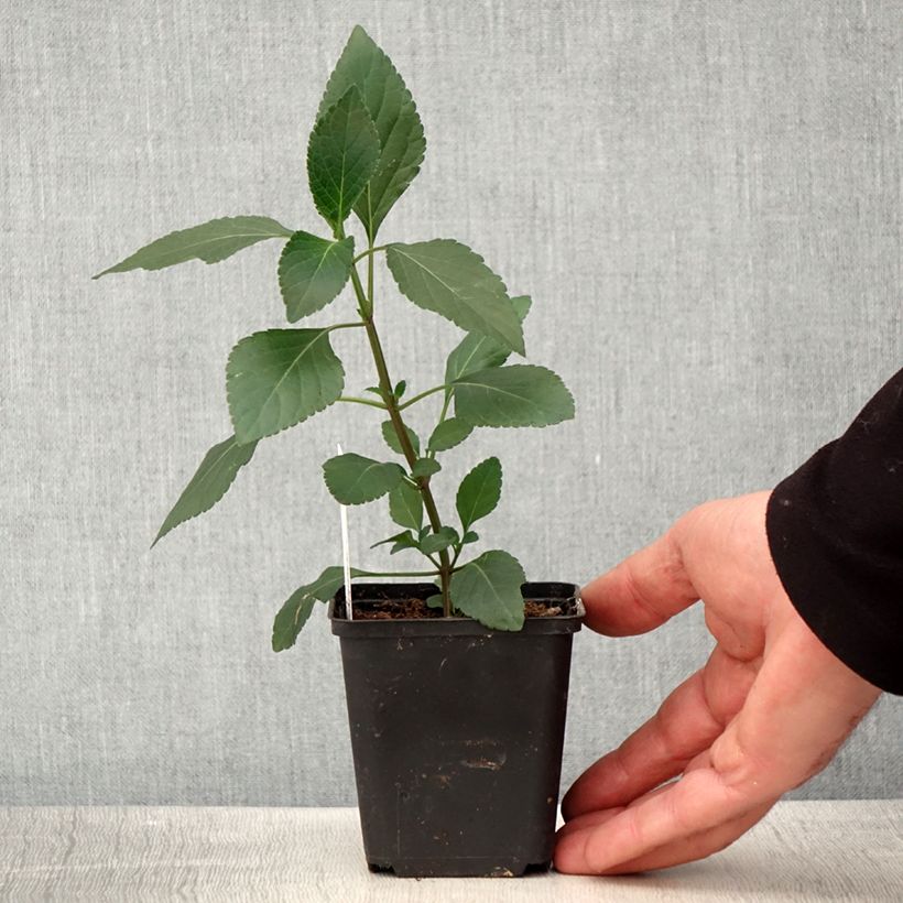 Example of Salvia Kisses and Wishes - Ziersalbei Kleine Töpfe von 8/9 cm as you get in printemps