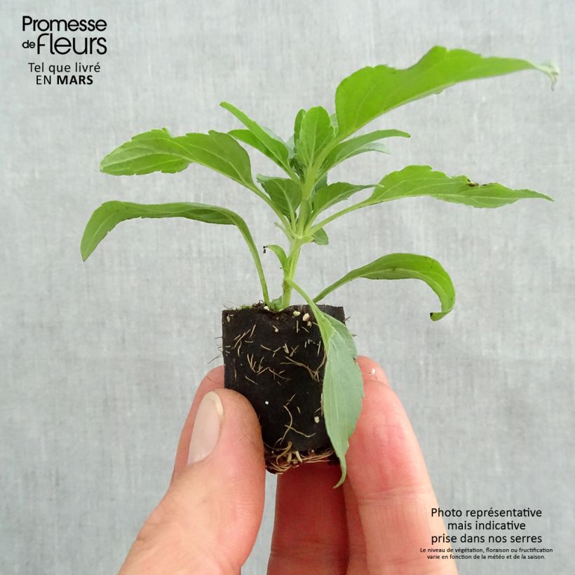 Example of Salvia Kisses and Wishes - Ziersalbei Mini-Plug Ø 3/4 cm as you get in printemps