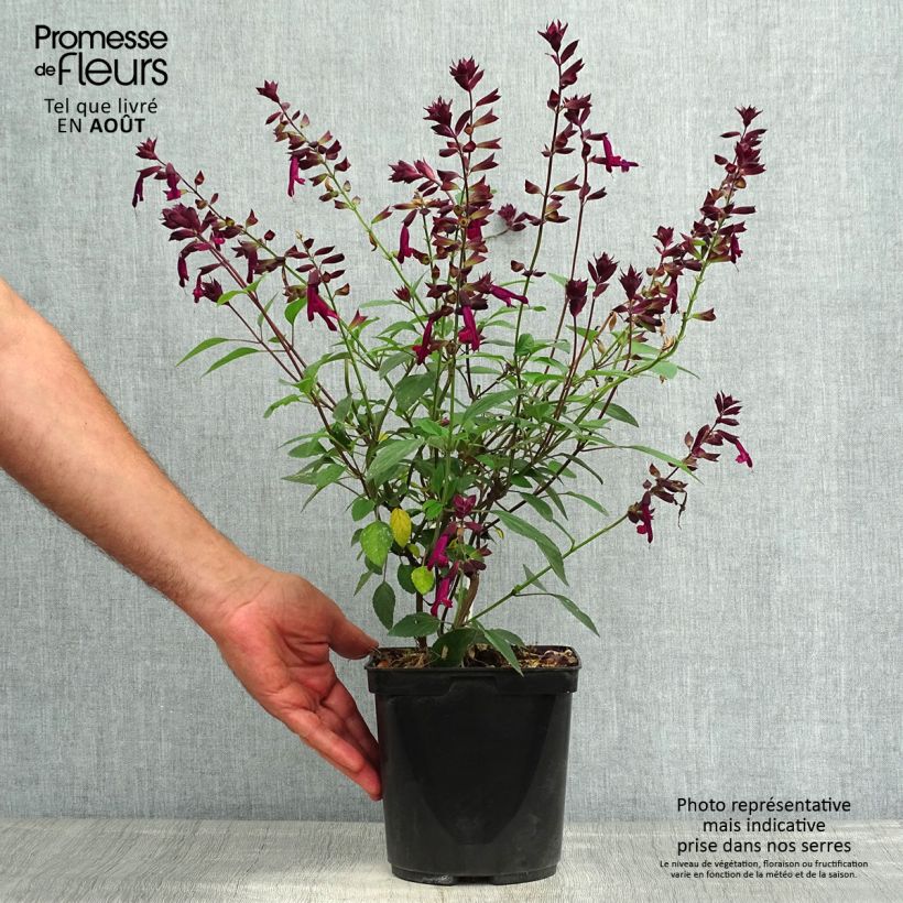 Exemplar von Salvia buchananii Love and Wishes - Salbei Topf mit 2L/3L wie im Sommer geliefert