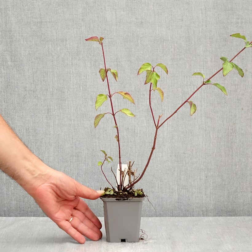Exemplar von Salvia Wendy's Wish - Ziersalbei Kleine Töpfe von 8/9 cm wie im Sommer geliefert