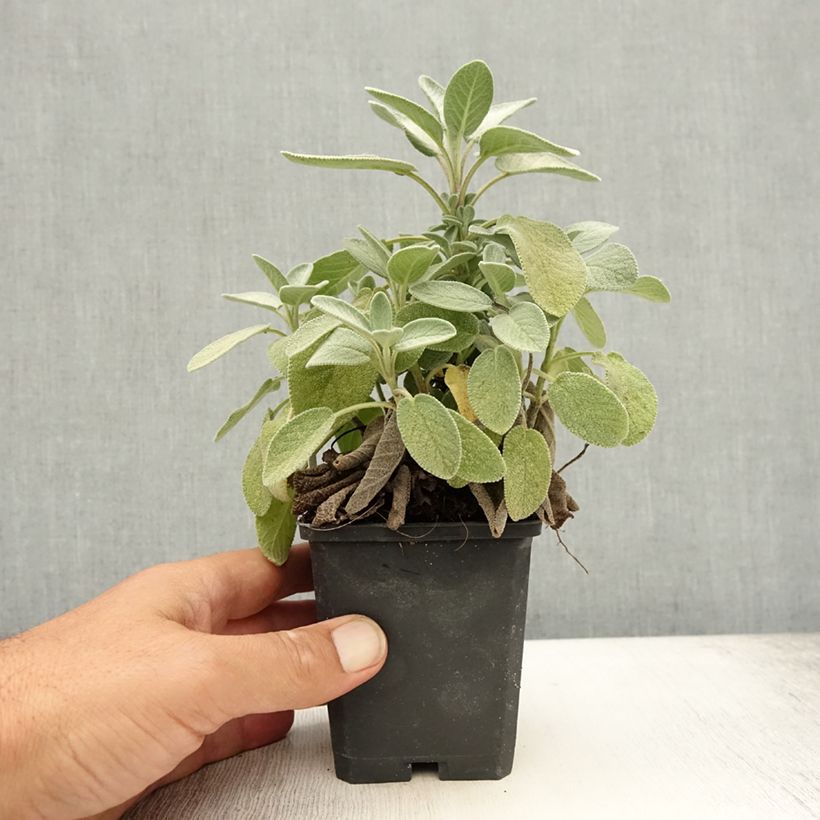 Exemplar von Echter Salbei Berggarten - Salvia officinalis Kleine Töpfe von 8/9 cm wie im Sommer geliefert