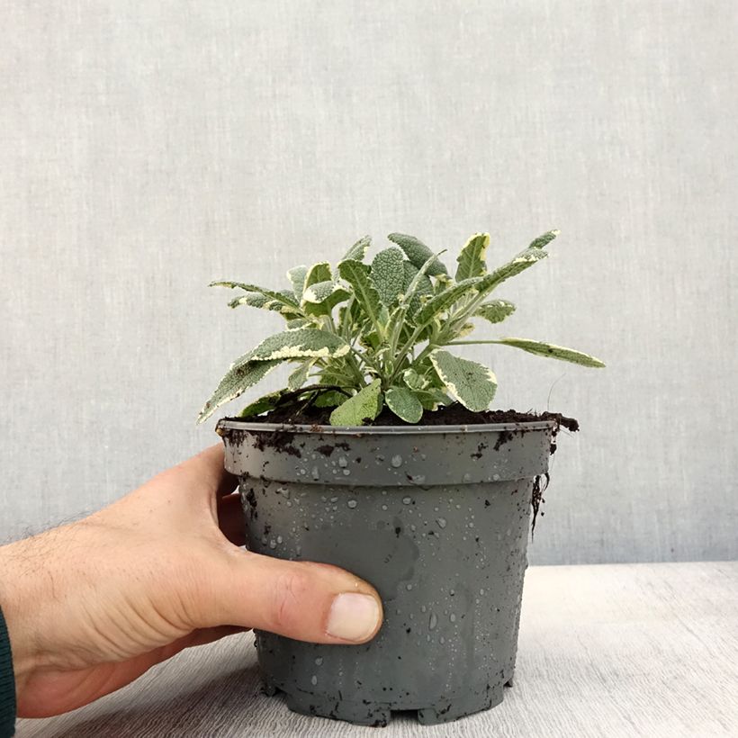 Exemplar von Sauge officinale Berggarten Variegated - Salvia officinalis Pot de 1,5L/2L wie im Herbst geliefert