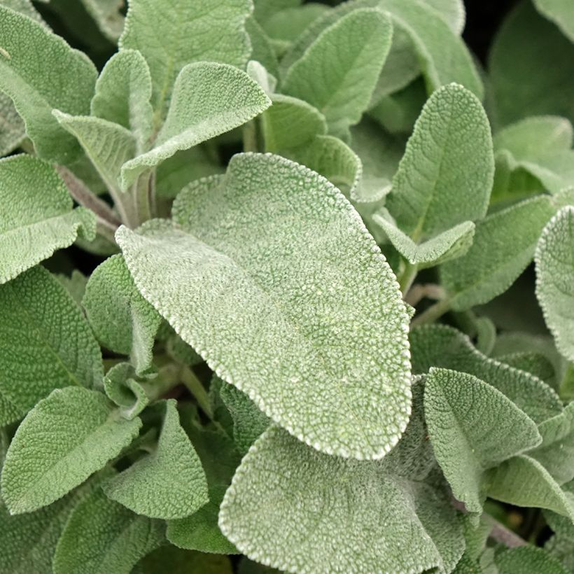 Echter Salbei Maxima - Salvia officinalis (Laub)