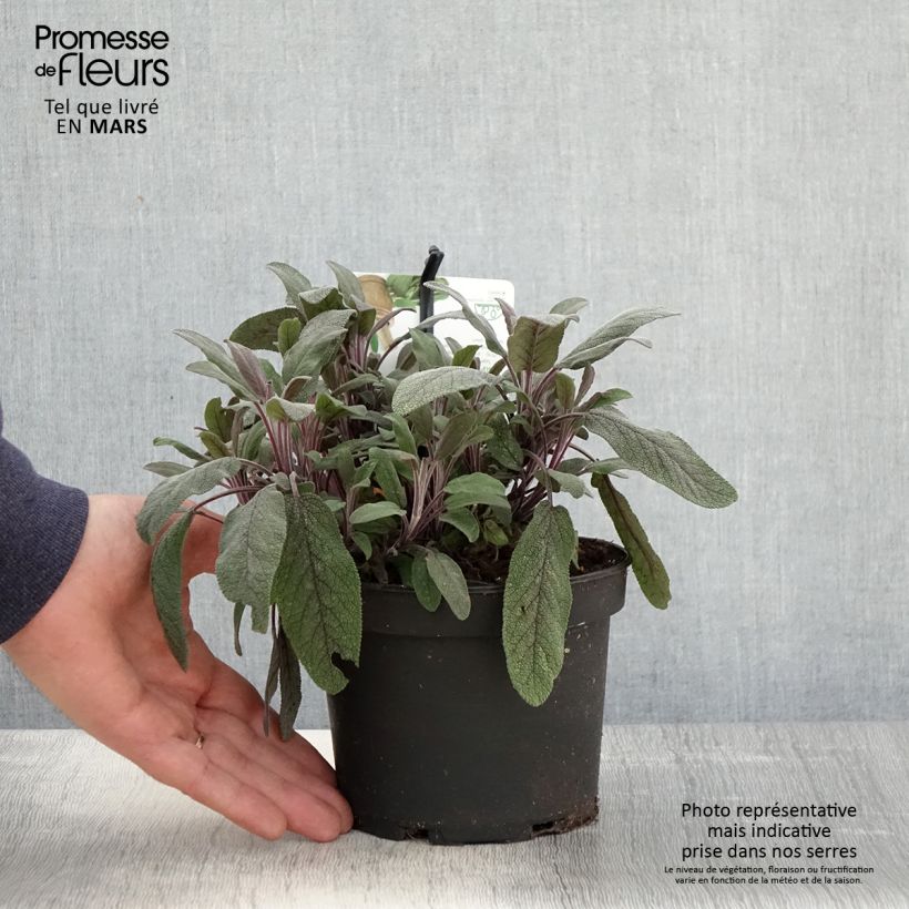 Example of Echter Salbei Purpurascens - Salvia officinalis Topf mit 1,5L/2L as you get in printemps