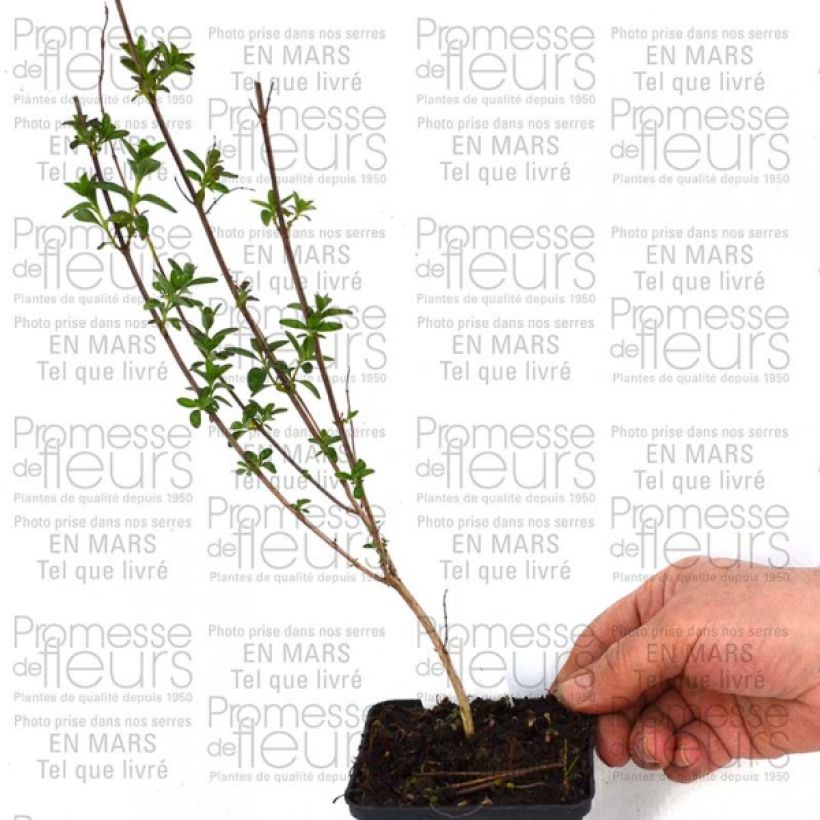 Beispiel eines Exemplars von Salvia jamensis Sierra San Antonio Kleine Töpfe von 8/9 cm wie geliefert