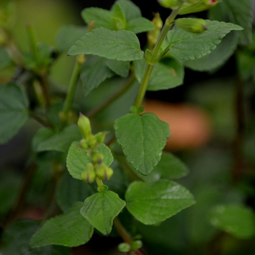 Salvia microphylla grahamii Hot Lips (Laub)