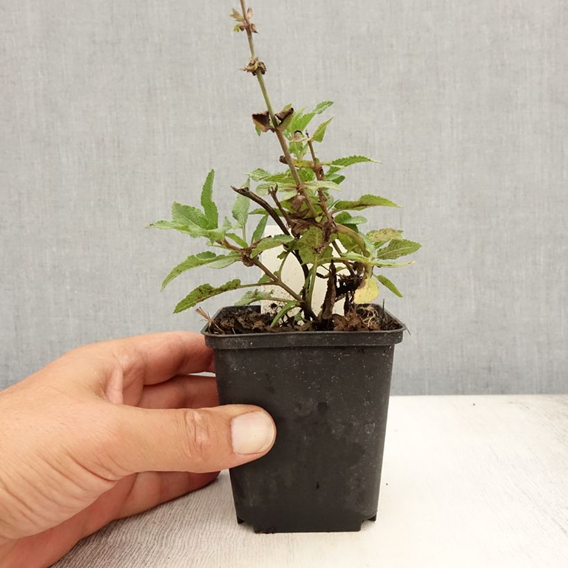 Exemplar von Salvia nemorosa Blauhügel - Steppen-Salbei Kleine Töpfe von 8/9 cm wie im Sommer geliefert