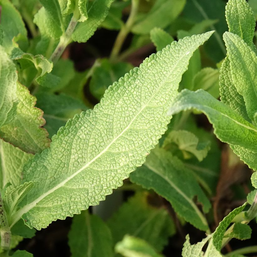 Salvia nemorosa Caradonna Pink - Steppen-Salbei (Laub)
