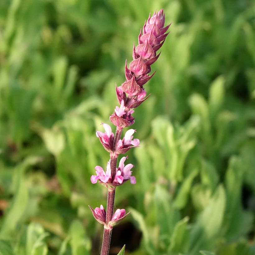 Salvia nemorosa Caradonna Pink - Steppen-Salbei (Blüte)