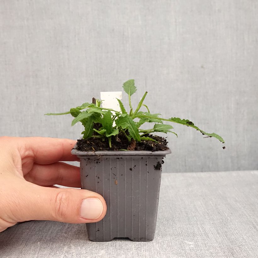Exemplar von Salvia nemorosa Caradonna Pink - Steppen-Salbei Kleine Töpfe von 8/9 cm wie im Herbst geliefert