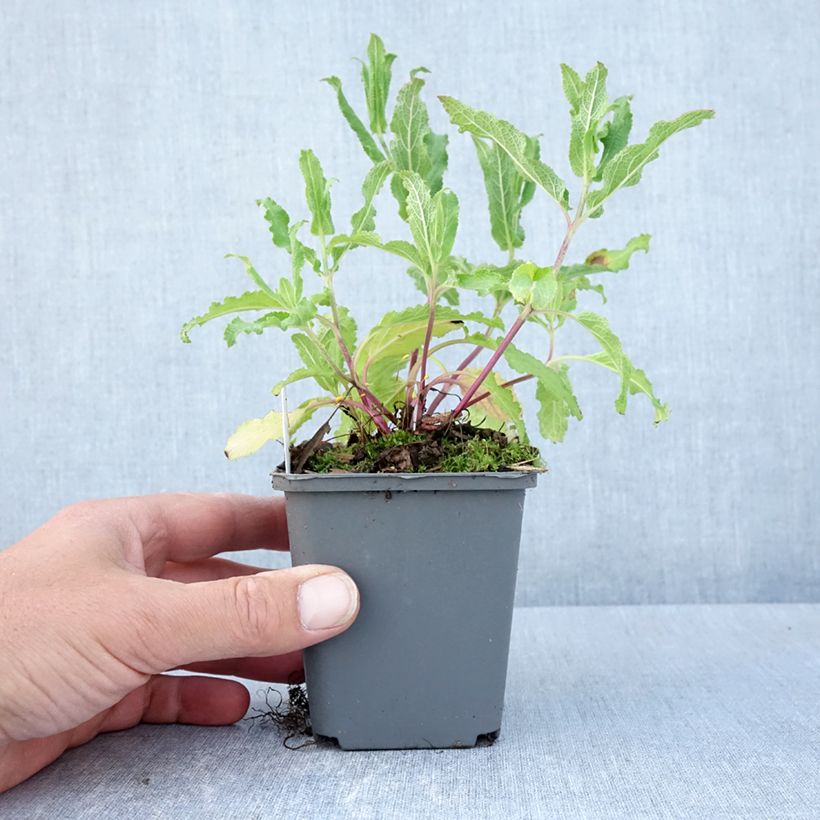 Exemplar von Salvia nemorosa Caradonna Pink - Steppen-Salbei Kleine Töpfe von 8/9 cm wie im Frühjahr geliefert