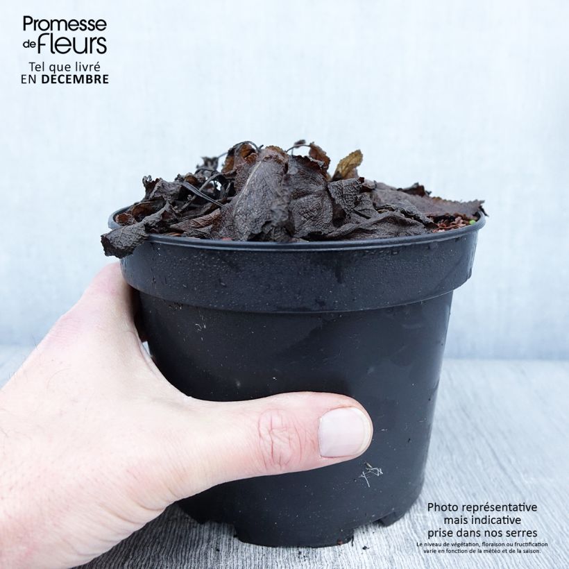 Exemplar von Sauge - Salvia sylvestris Rhapsody in Blue Pot de 2L/3L wie im Herbst geliefert