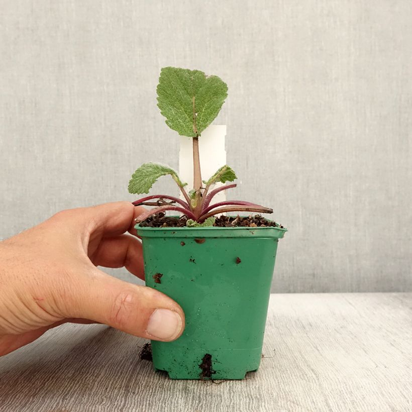 Exemplar von Sauge sclarée - Salvia sclarea Godet de 8/9 cm wie im Herbst geliefert
