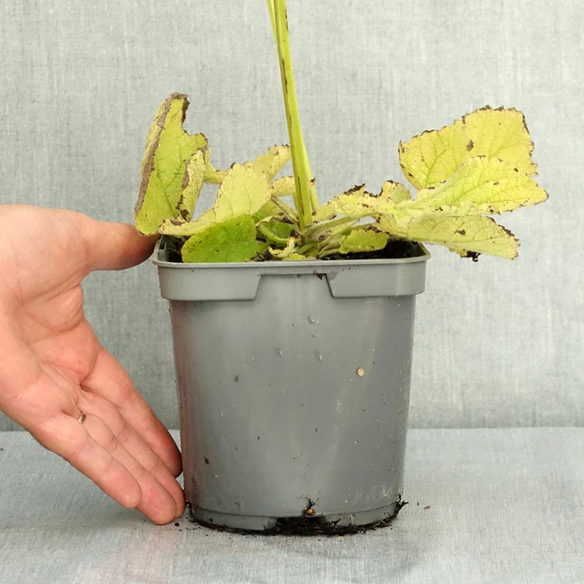 Exemplar von Salvia sclarea - Muskat-Salbei Topf mit 1,5L/2L wie im Sommer geliefert