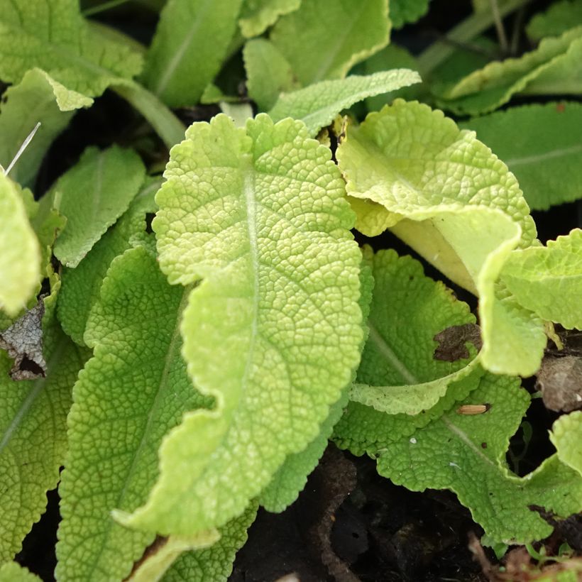 Sauge Spires Snow Kiss - Salvia hybrida (Laub)