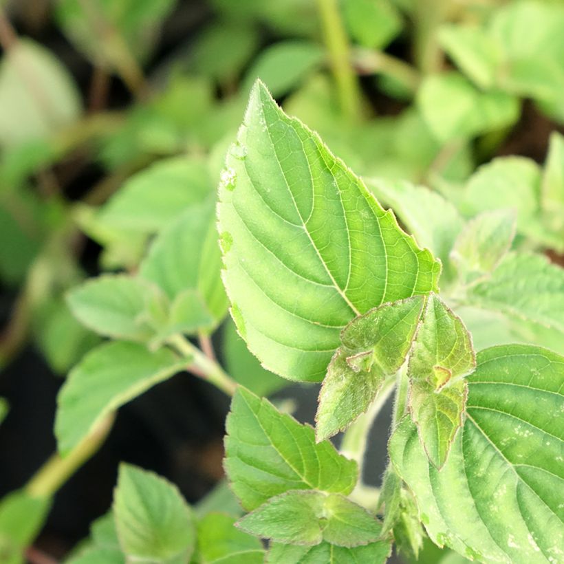 Zierlicher Salbei Tangerine - Salvia elegans (Laub)