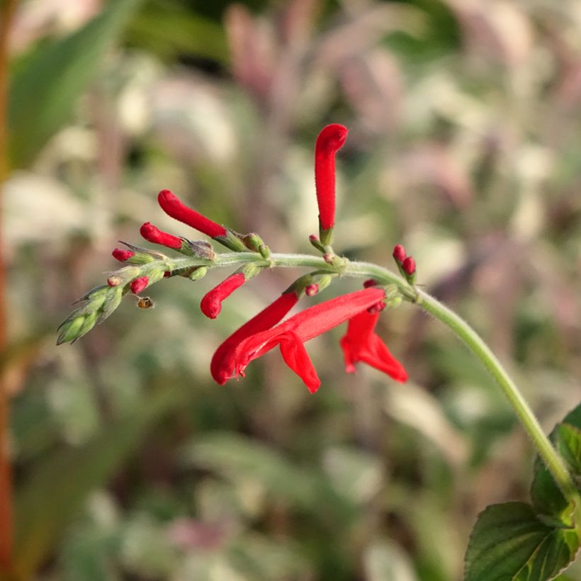 Zierlicher Salbei Tangerine - Salvia elegans (Blüte)
