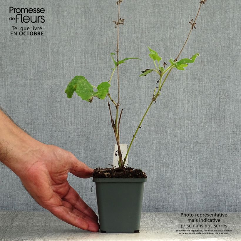 Exemplar von Salvia verticillata Purple Rain - Quirlblättriger Salbei Kleine Töpfe von 8/9 cm wie im Herbst geliefert