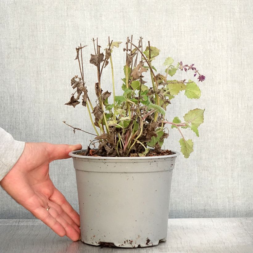 Exemplar von Sauge verticillée - Salvia verticillata Purple Rain Pot de 3L/4L wie im Herbst geliefert