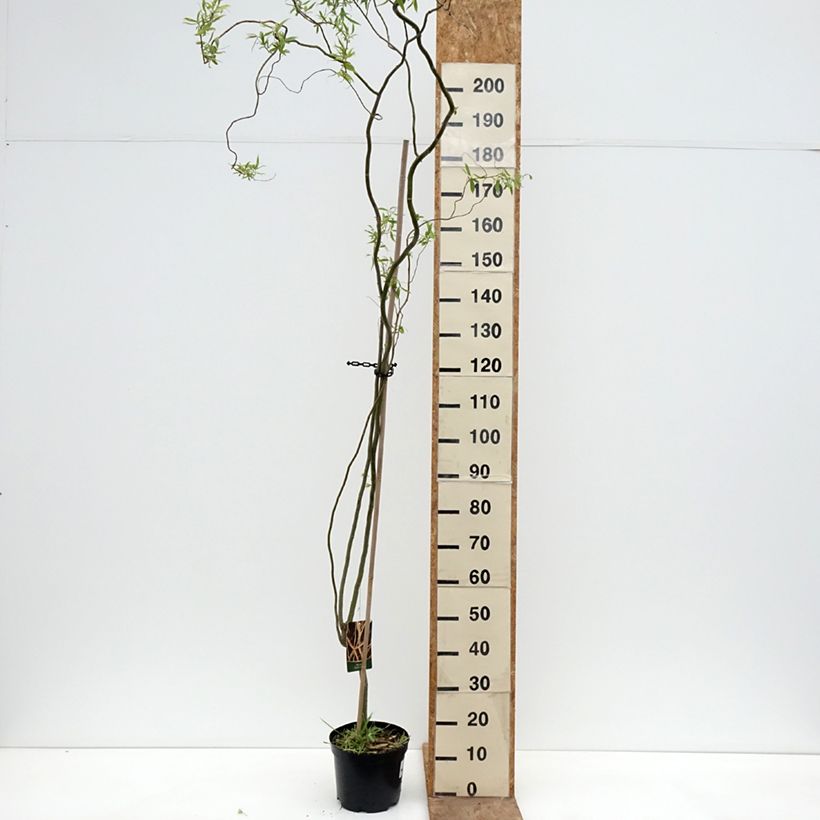 Exemplar von Silber-Weide Dart's Snake - Salix alba Topf mit 4L/5L wie im Frühjahr geliefert