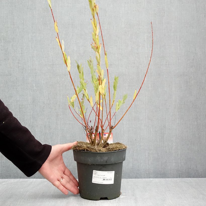 Exemplar von Harlekinweide Flamingo - Salix integra Topf mit 2L/3L wie im Herbst geliefert