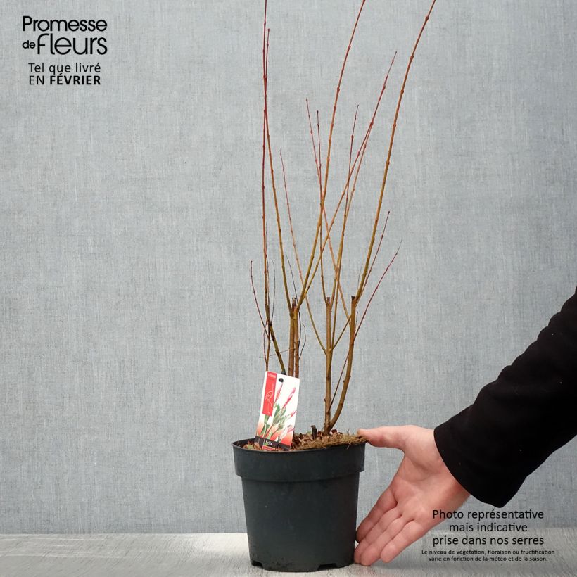 Exemplar von Saule crevette - Salix integra Flamingo Pot de 2L/3L wie im Winter geliefert