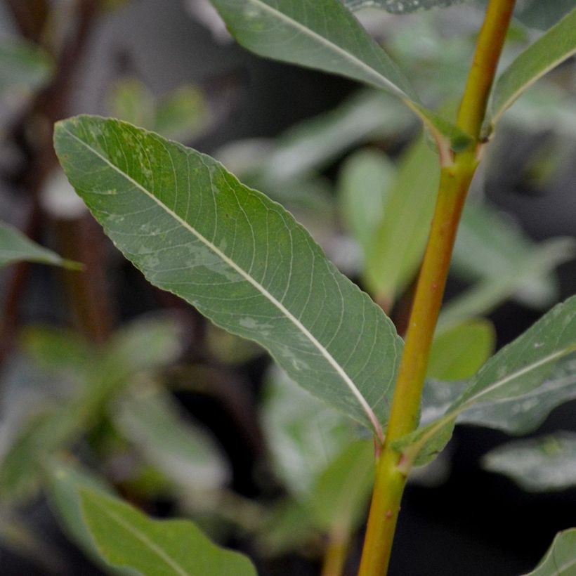 Harlekinweide Hakuro Nishiki - Salix integra (Foliage)