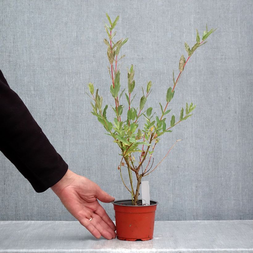 Exemplar von Harlekinweide Hakuro Nishiki - Salix integra Topf 10 cm/11cm wie im Herbst geliefert
